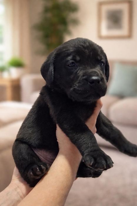 Щенок лабрадора ретривера