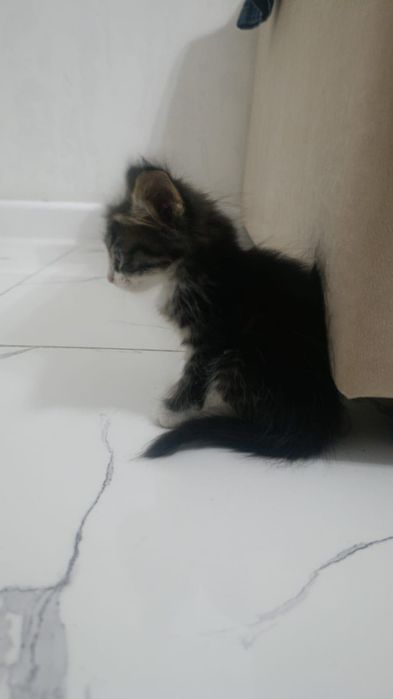отдам котенка в хорошие руки