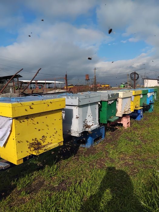 Ofer spre vânzare 3 familii  de albine