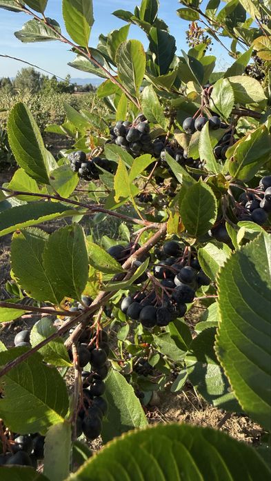 Fructe Aronia proaspete – recoltă 2026 – direct de la producător