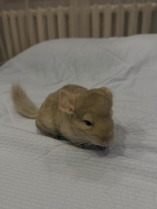 шиншилла девочка [ЧИТАТЬ ОПИСАНИЕ]