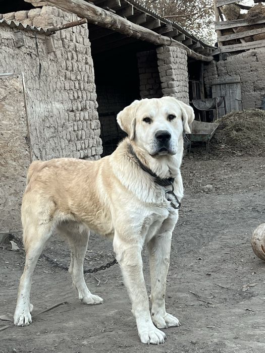 Ит(тұқымы мықты)