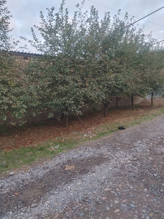 Участка сотилади 8 сотых