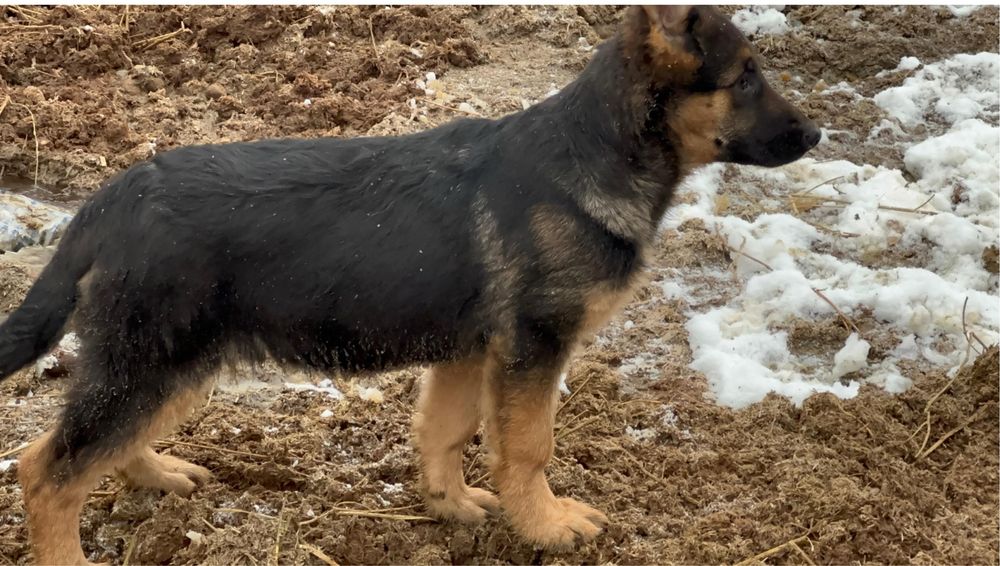 На продажу щенки немецкой овчарки девочки