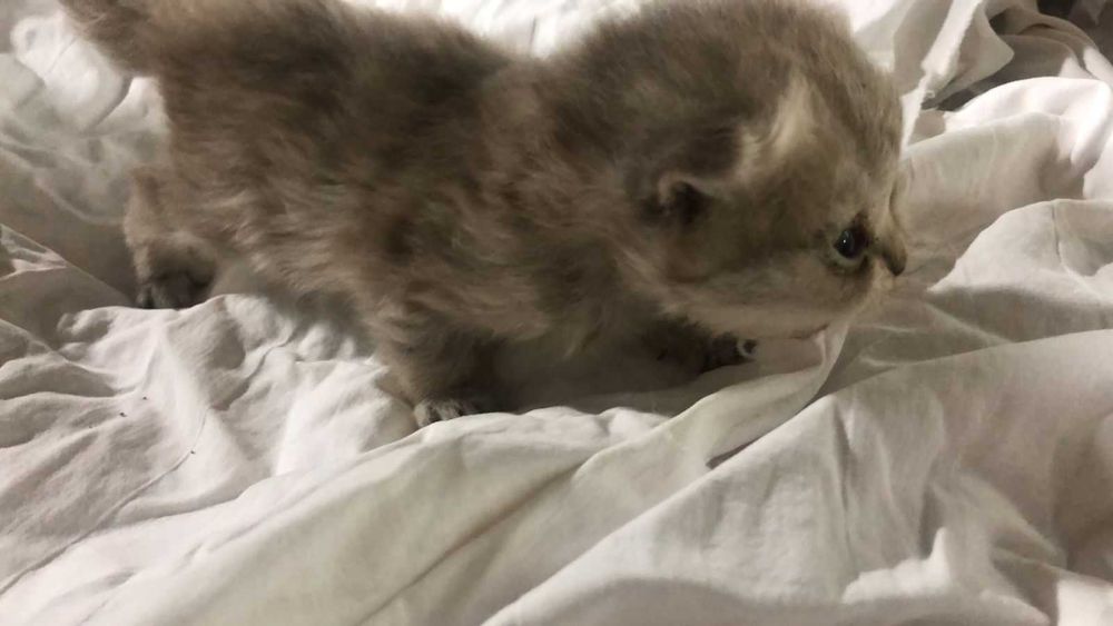 Британские котята 1 месяц