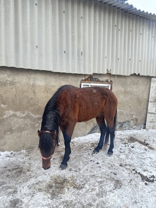 Продам жеребец айғыр 7 лет