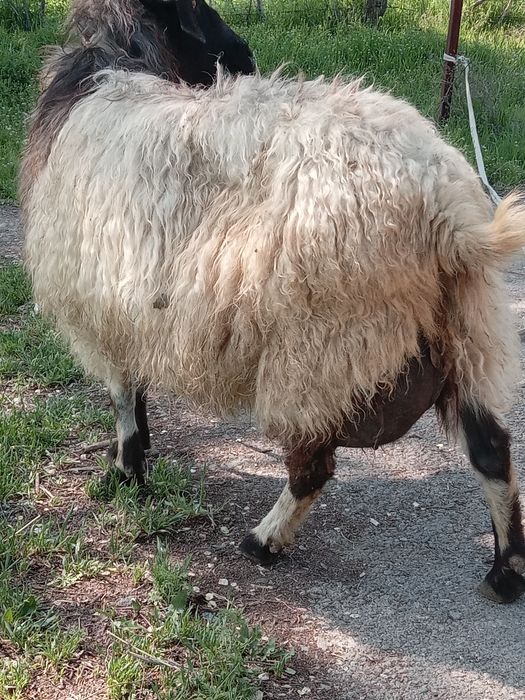 Продам Козы  козленоком