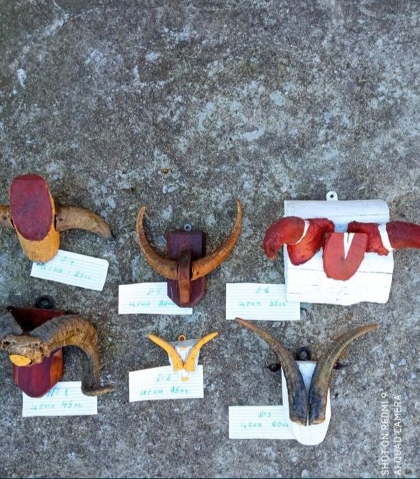Трофеи от диви и домашни животни, дървена стойка за дискове.
