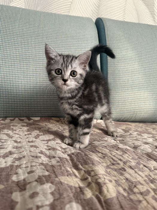 Котенок Скотиш Страйт