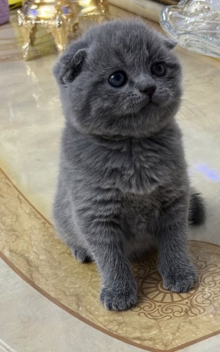 Пишакчалар сотилаг