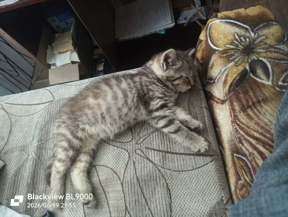 кошечка красивая  в добрые руки
