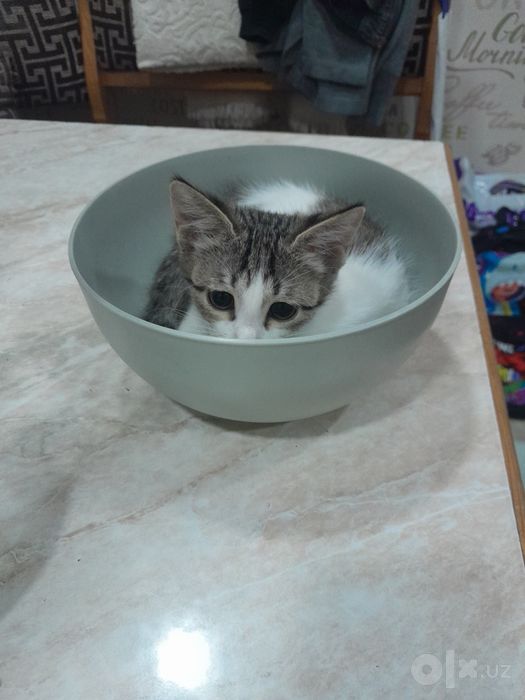 Только в добрые руки котёнок-девочка!