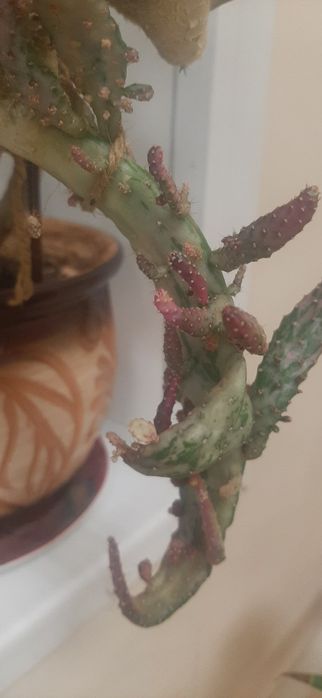 Продаю опунцию, очень красивый сорт