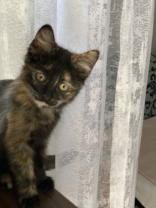 Очаровательная девочка, котенок.