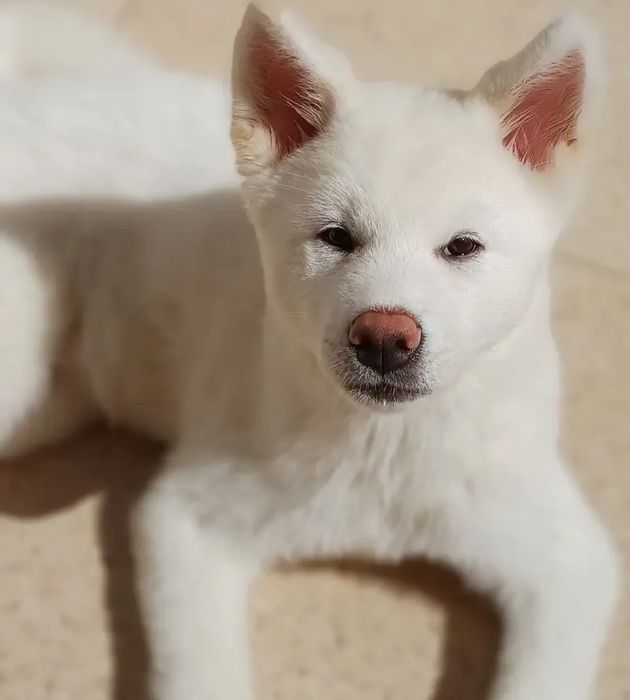 Akita japonez Inu