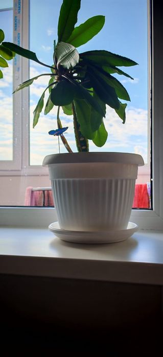 Молочай беложилковый