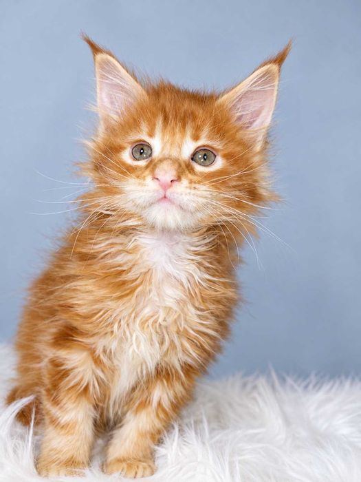 Viking – motănel Maine Coon roșcat, cu pedigree | LYNX RUNE CODE