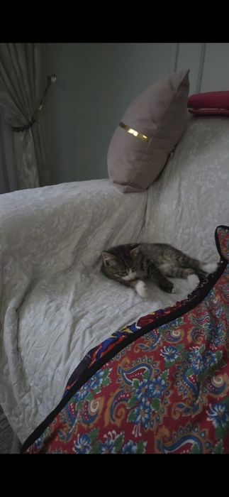 Отдам котёнка мальчика