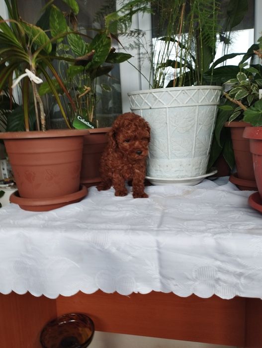 Той Пудел Toy Poodle.