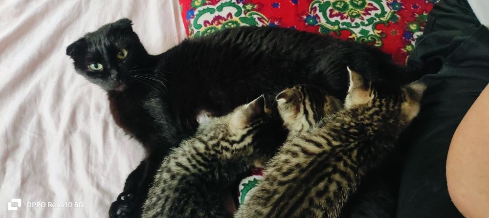 Отдам в хорошие руки