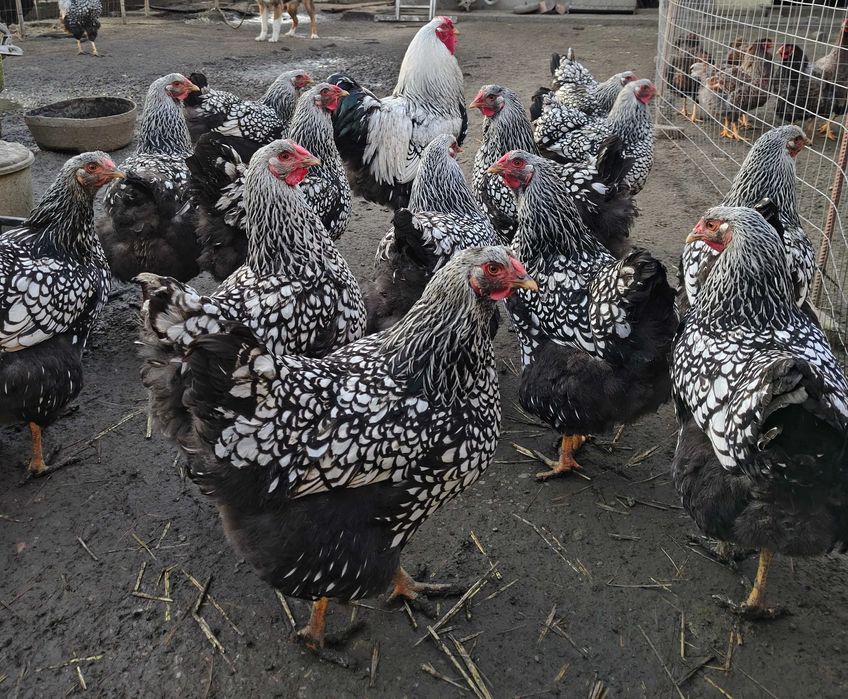 Ouă pentru incubat Wiandotte argintiu