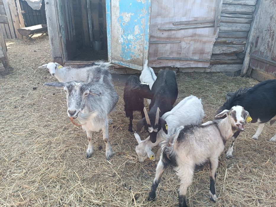 Продаются дойные козы с козлятами!