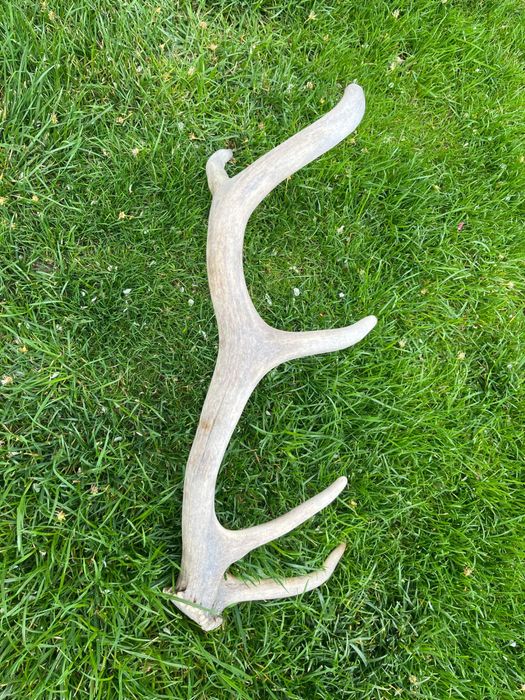 Рога от елен.