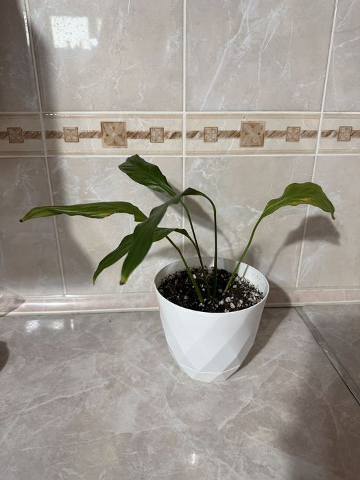 Продам комнаиные цветы