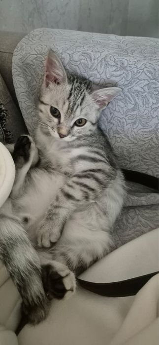 Отдам кота в добрые руки