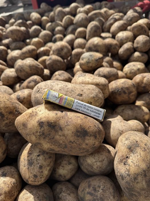 Cartofi consum si samanta carrera,riviera E, bellarosa, ect