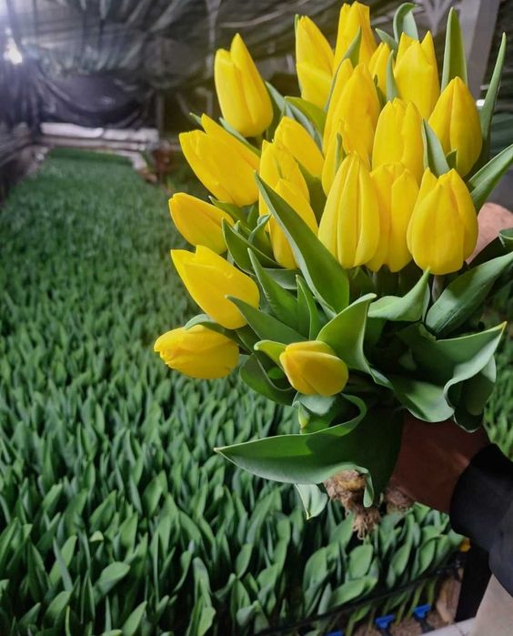 Голландские тюльпаны. Оптом и в розницу..