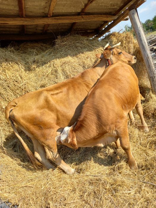 Vaca cu vitea tanara