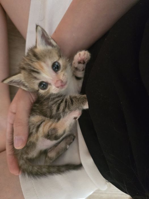 Котята метисы. Мама британка