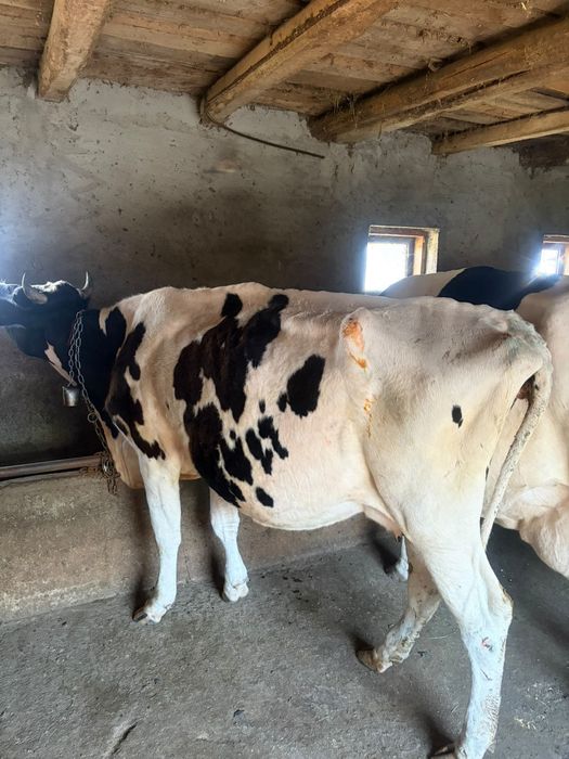 Vând vaca Holstein prima fatare