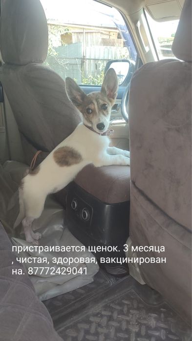 Щенок Собака в добрые руки