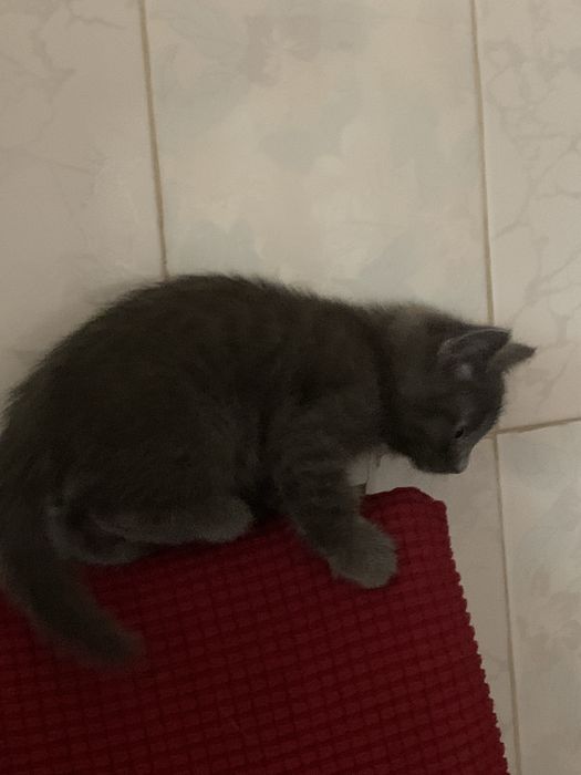 Отдам котят в добрые руки!