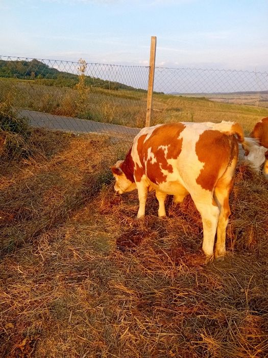 Vitea si vitel frumosi