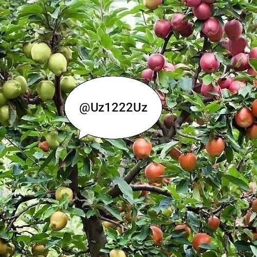 Садовник, Богбон обрезка