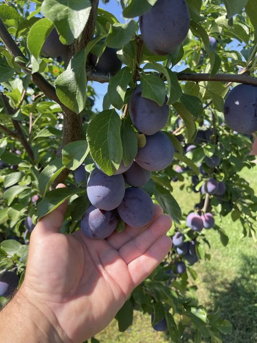Vand prune Tuleu Gras pt compot
