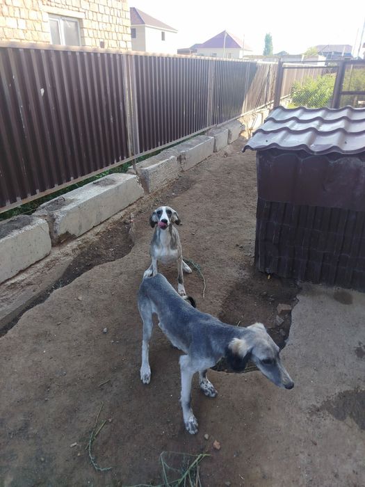 Продам щенка Казахской тазы