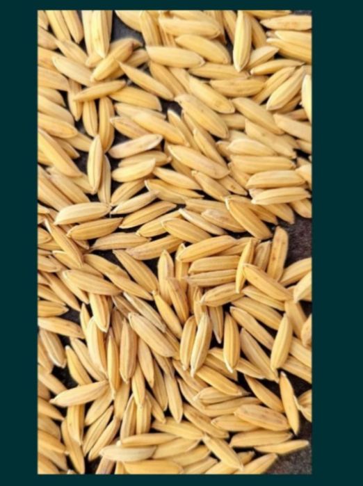 Lazer sholi bor zoʻr sifatli urugʻlikka sotiladi