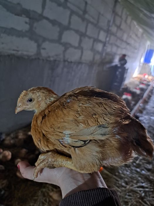 Pui de rasa mixta kabir porumbac gat golas