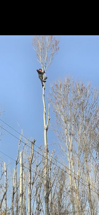Обрезка деревьев спилить дерево дарахт кесиш хизмати бензопила услуги