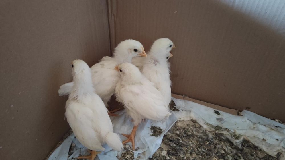 Новоизлюпени пиленца от инкубатор