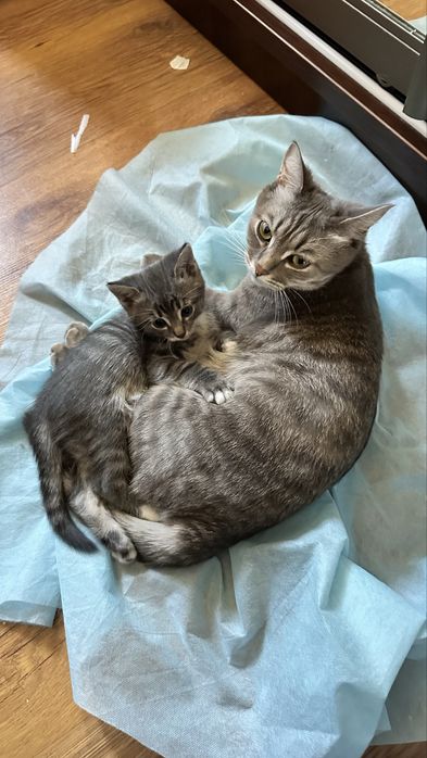 Котята в добрые руки