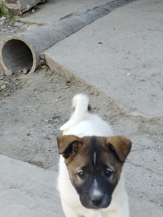 Продаётся щенок породы лайка (девочка)