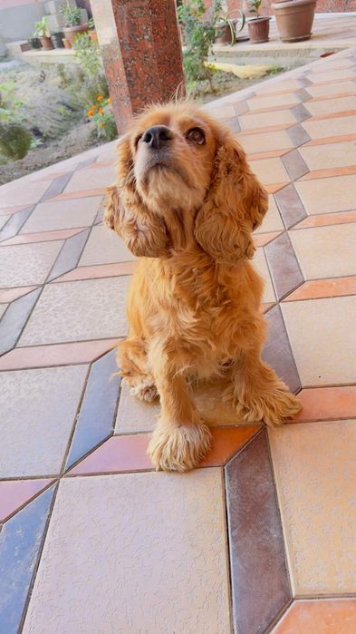 Английский кокер мальчик 2 года