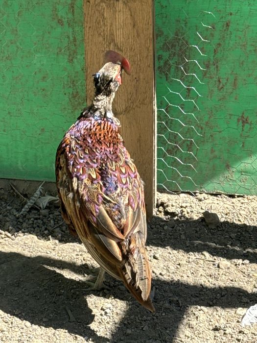 Fazani comuni, tenebros, platină diluată, buff rosu