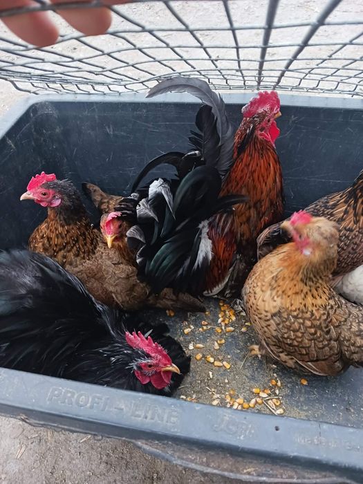 De vânzare cocoși și găini pitici!