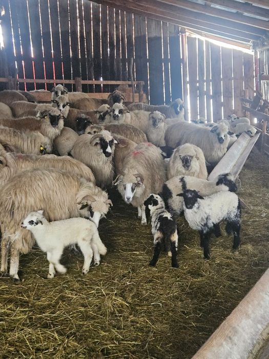 Vand oi cu miei la picior